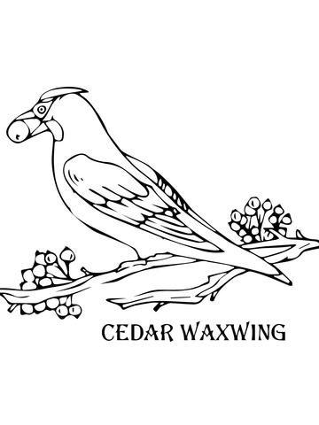 Cedar Waxwing Coloring Page